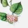 오프화이트