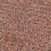 사하라