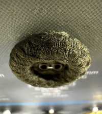 SFN180 아이릿 천 단추 서브 사진